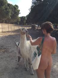 Naked Wanderings on X: Sometimes we dream the weirdest things... Last  night I dreamt that a herd of lamas came to meet us at Riva Bella, and then  one tried to kiss