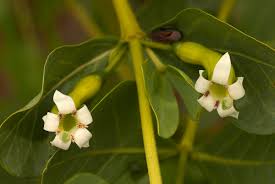 Image result for Fadogia ancylantha