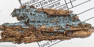 Image result for Erythrococca atrovirens