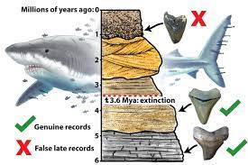 This means they came about approximately 23 million years ago, and died off around 2 million years ago. Giant Megalodon Shark Extinct Earlier Than Previously Thought