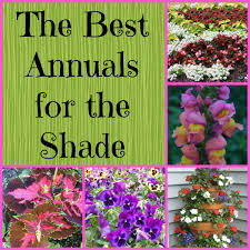 Check spelling or type a new query. Gardening In The Shade 9 Annual Plants For Shady Areas Dengarden