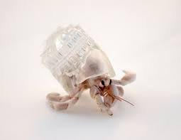 Resultado de imagen de animal invisible alborés