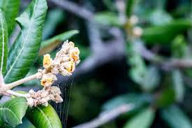 Image result for Jamesbrittenia integerrima