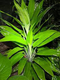 Image result for Dracaena aubryana