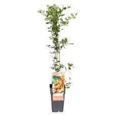 Image result for Pyracantha coccinea soleil d'or