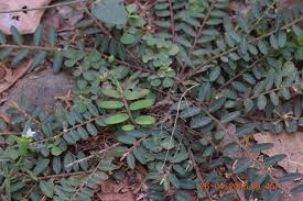 Image result for Phyllanthus taylorianus
