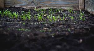 La fertilità della terra, la magia degli animali, la visione di potere nella solitudine, l'iniziazione terrificante e la rinascita, l'amore. Che Cos E Il Suolo Sano La Fao Conia La Definizione Ufficiale