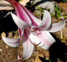 Image result for Crinum harmsii