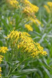 Image result for Senecio latifolius