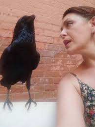 😍😍😍, Credit @rabiaperezmetal, #crow #love #corvuscorax #home #raven  #corvid #birds #corvus, #araararauna #birdslovers #home #raven #crow  #cuervoreal #corvid #love #guacamayas