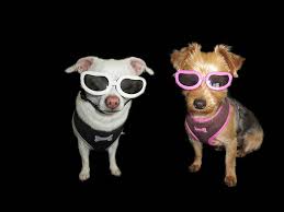 A funny gallery of dogs wearing sunglasses. Hd Wallpaper Two Short Coated White And Brown Puppies Wearing Sunglasses Pet Wallpaper Flare