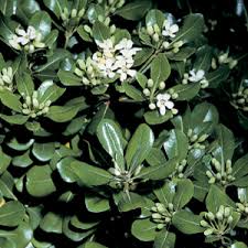 Pianta rampicante con grappoli di fiori lilla. Albero Con Fiori Profumatissimi Siepi Profumate Siepi Caratteristiche Delle Siepi Profumate Soluzioni Per La Definizione Alberi Dai Fiori Profumati Per Le Parole Crociate E Altri Giochi Enigmistici Come Codycross Quierounaharley
