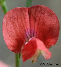 Image result for Lathyrus sphaericus