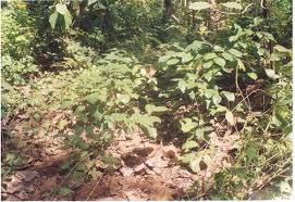 Image result for Pseudoeriosema borianii