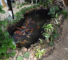 Backyard Koi Pond For Aquaponics Aquaponics Exposed Aquaponics Ponds Backyard Aquaponics Diy