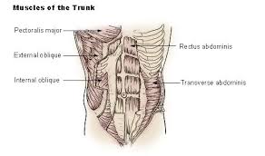 Another name for stomach upset or indigestion. Transverse Abdominal Muscle Wikipedia