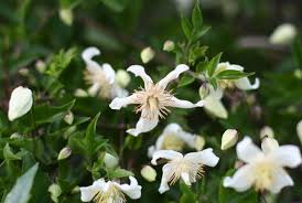 Image result for Clematis brachiata