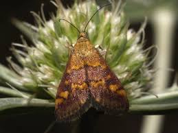 Image result for Pyrausta ostrinalis