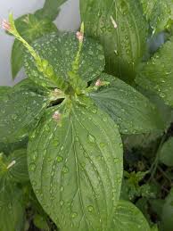 Image result for Spigelia anthelmia