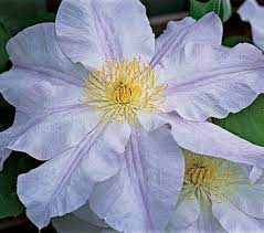 Check spelling or type a new query. Clematis Ice Blue White Flower Farm White Flower Farm Clematis Blue Clematis