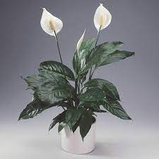 Pin On Plants