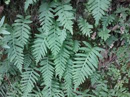 Image result for Parapodium costatum