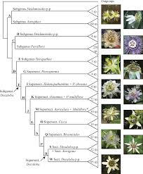 Image result for Basananthe apetala