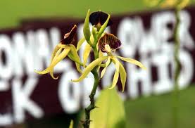 We did not find results for: Pesona Anggrek Hitam Dari Tanah Kalimantan Yang Hampir Punah Travel Link