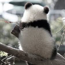 Pin By Carol O Walker On صور Panda Giant Panda Panda Bear
