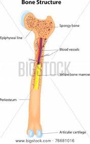 Image result for bone histology model. Long Bone Anatomy Vector Scheme Human Anatomy Poster Id 76681016