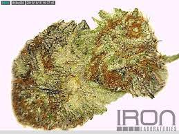 169 likes · 4 were here. Iron Laboratories Green Door Alternative