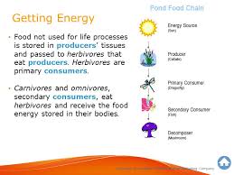 Some utility companies generate all the energy they sell only using the power plants they own. Where Do Primary Consumers Get Their Energy From