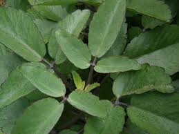 Image result for Rastrophyllum pinnatipartitum