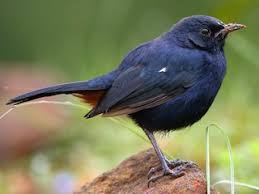 Www.blackrobin.org.nzthis video was created with the suppor. Indian Robin Copsychus Fulicatus Birds Of The World