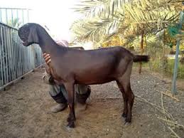 Insan Eliyle Uretilmis En Acayip 7 Hayvan Hayvan Hayvanlar Ordu