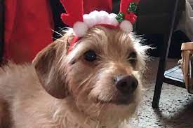 Find out more about this program and see upcoming dates. Bay Area Family S Lost Dog Wound Up At A Shelter And Was Adopted They Re Pleading To Get Him Back