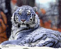 The Magic Of The Internet Maltese Tiger Animals Animals Beautiful