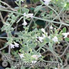 Image result for Micromeria imbricata