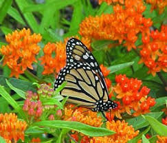 Asclepias Tuberosa Native Plant Center Butterfly Plants Asclepias Tuberosa Butterfly Garden
