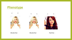 The hair is often white or pale blond. Mendelian Genetics Unit Four Gregor Mendel Discovered Principals Of Genetics Used Peas To Prove His Inheritance Theory Before Mendel People Thought Ppt Download