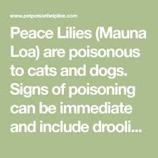 Peace lily is not only poisonous to human beings but also to dogs and cats. Peace Lilies Mauna Loa Are Poisonous To Cats And Dogs Signs Of Poisoning Can Be Immediate And Include Drooling And Vomiting Call Peace Lily Lily Pet Poison