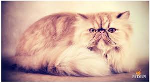 Copper eyes stand out against a general blue background. Persian Cat Colors 7 Persian Coat Color Patterns Petsium