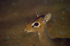 Image result for Vigna kirkii