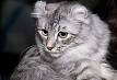 American Curl Cat Breed Profile | Petfinder