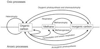 Carbon Cycle An Overview Sciencedirect Topics