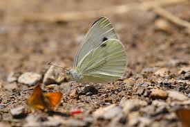 Image result for Pieris napi