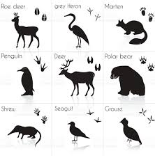 Animal And Bird Trails And Silhouettes With Name Vector Set Royalty Free Stock Vector Art Vahsi Hayvanlar Hayvan Ilustrasyonlari Hayvanlar