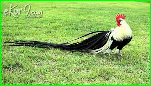 35 Foto Berbagai Jenis Ayam Paling Unik Dari Seluruh Dunia Dunia Fauna Hewan Binatang Tumbuhan Hewan Binatang Hewan Peliharaan