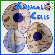 Take a look at some cell diagrams on an interactive site like cellsalive.com. Cell Models 3d Foldable Model Combo Of Animal Plant Cell Tpt