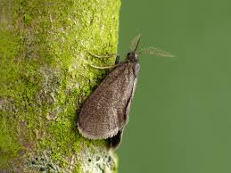 Image result for Psyche casta